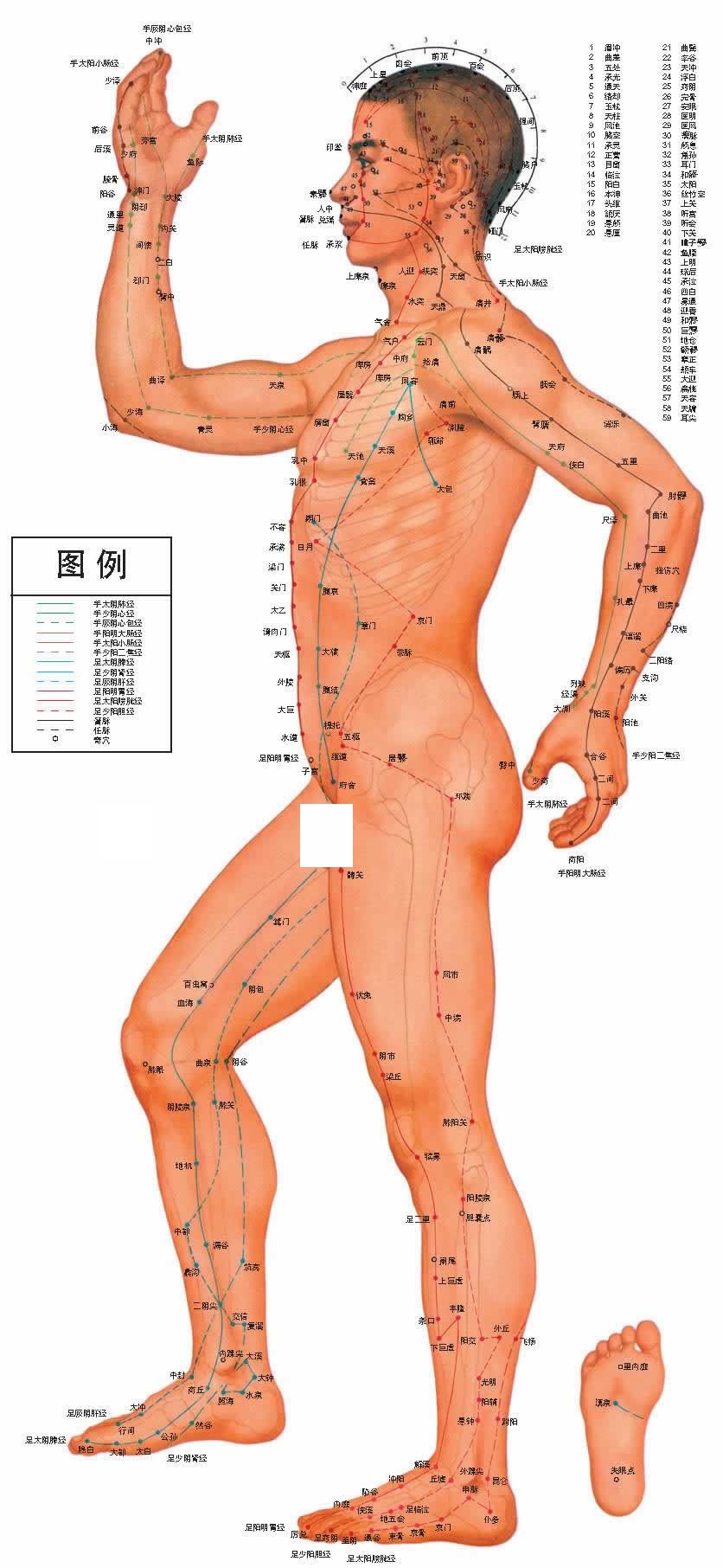 中医男性人体穴位侧面图挂图