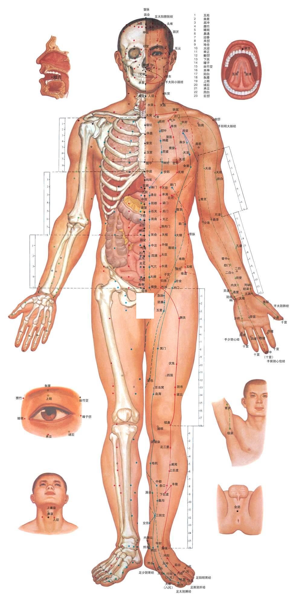 中医男性人体穴位正面图挂图