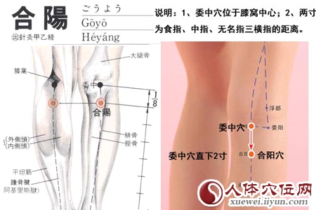 合阳穴