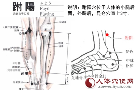 跗阳穴