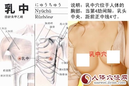乳中穴位位置图