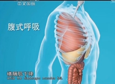 腹式呼吸法 用鼻子下引气,深吸,沉丹田,横膈肌下降