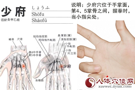 少府穴的准确位置图
