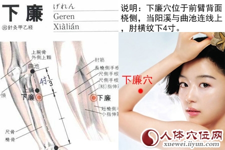 下廉穴的准确位置图