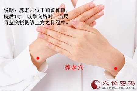 养老穴的准确位置图