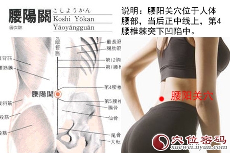 腰阳关穴位位置图 腰阳关穴位位置图