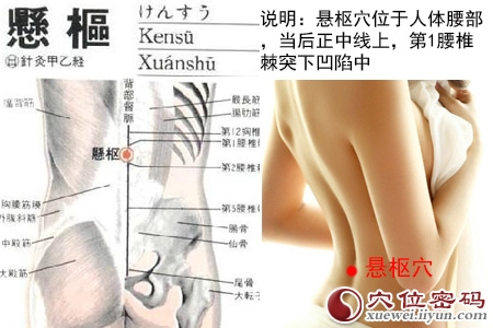 悬枢穴位位置图 悬枢穴位位置图