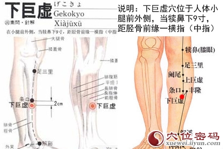 下巨虚穴位位置图