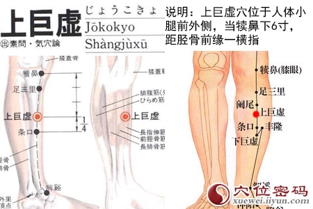 上巨虚穴位位置图