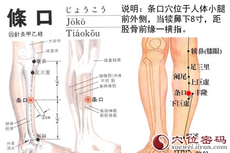 条口穴位位置图
