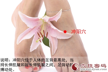 冲阳穴位位置图