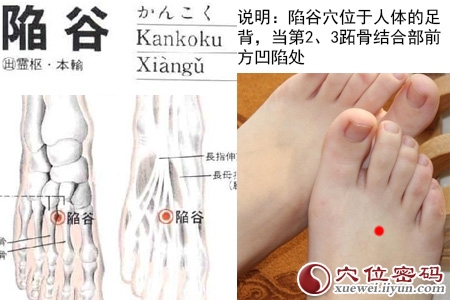 陷谷穴位位置图