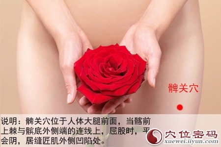 髀关穴位位置图