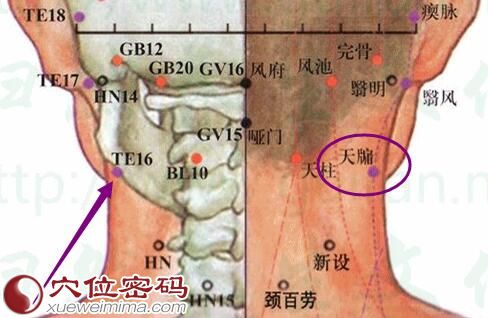 天牖穴的准确位置图
