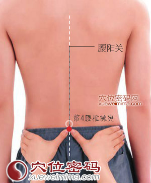 腰阳关穴的准确位置图