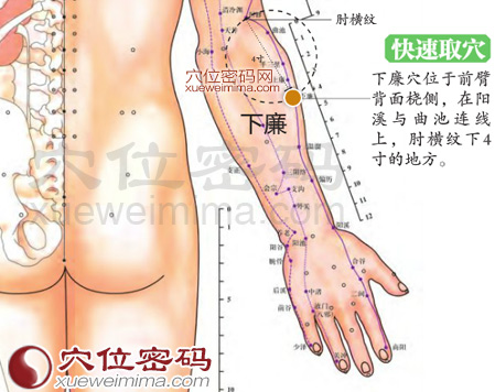 下廉穴的准确位置
