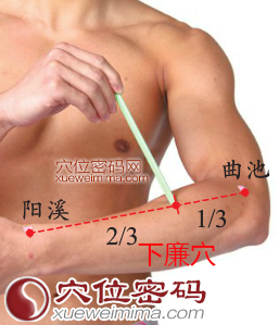 下廉穴的准确位置