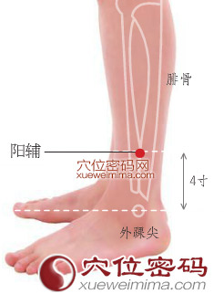 阳辅穴的准确位置图