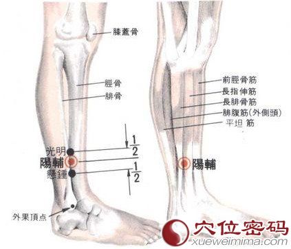 阳辅穴的位置解剖分析图