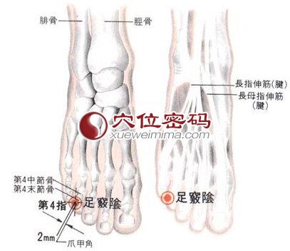 足窍阴穴的位置解剖分析图