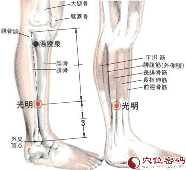 光明穴的位置解剖分析图