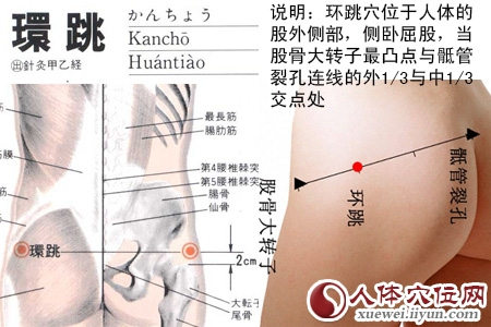 环跳穴