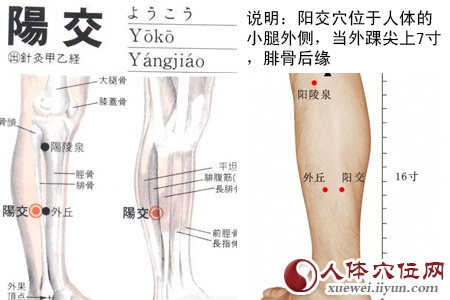阳交穴位位置图