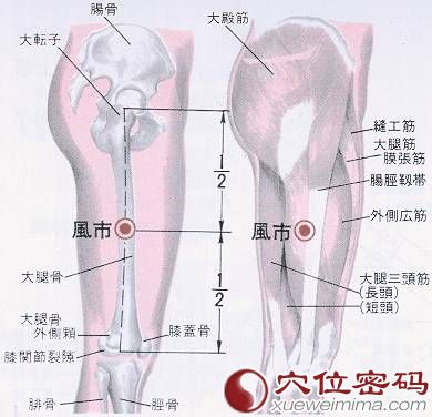 风市穴的位置解剖分析图