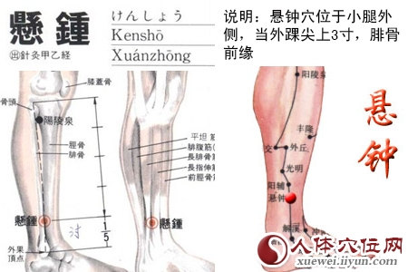 悬钟穴位位置图