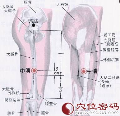 中渎穴的位置解剖分析图