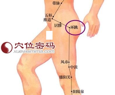 环跳穴