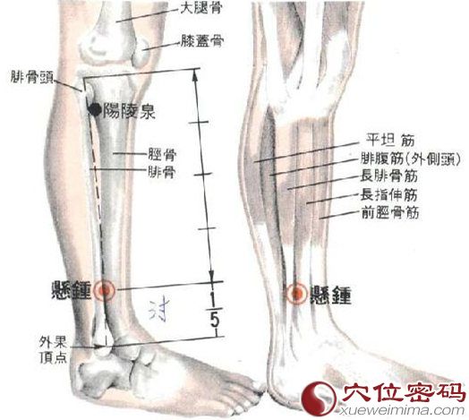 悬钟穴的位置解剖分析图