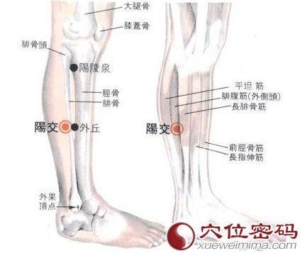 阳交穴的位置解剖分析图