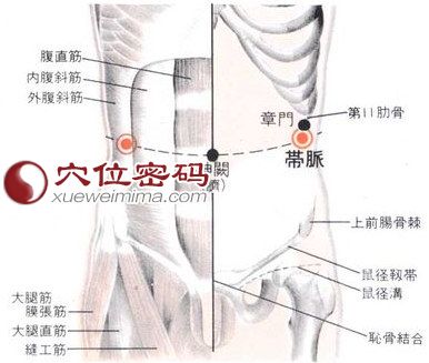 带脉穴的位置解剖分析图