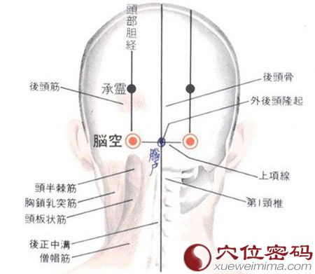 脑空穴的位置解剖分析图