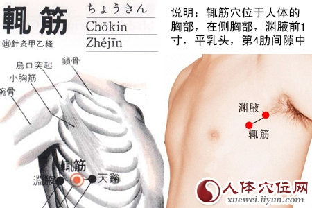 辄筋穴位图
