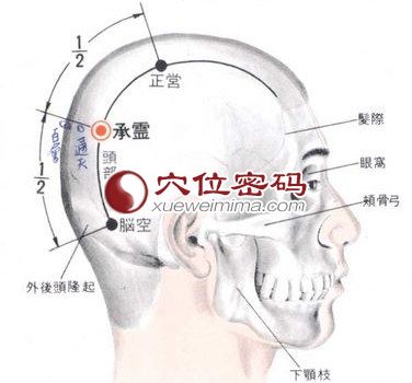 承灵穴的位置解剖分析图
