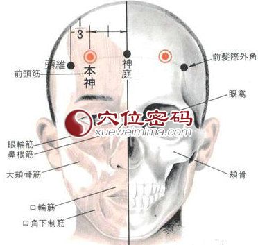 本神穴的位置解剖分析图