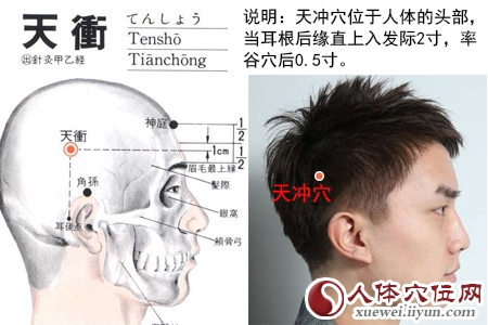 天冲穴的位置解剖分析图