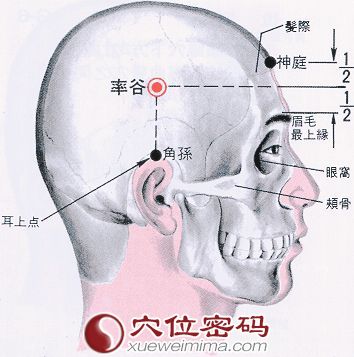 率谷穴的位置解剖分析图