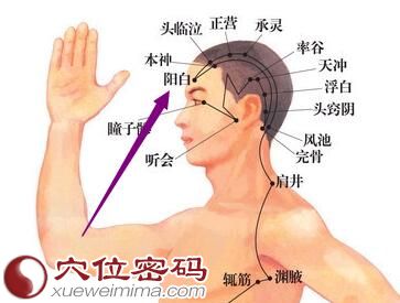 阳白穴位位置图