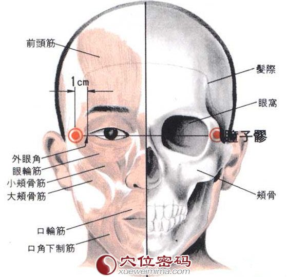 瞳子髎穴的位置解剖分析图