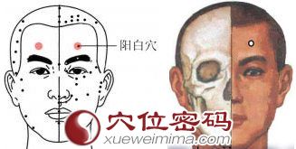 阳白穴位图