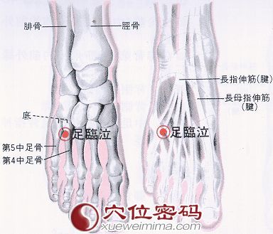 足临泣穴的位置解剖分析图