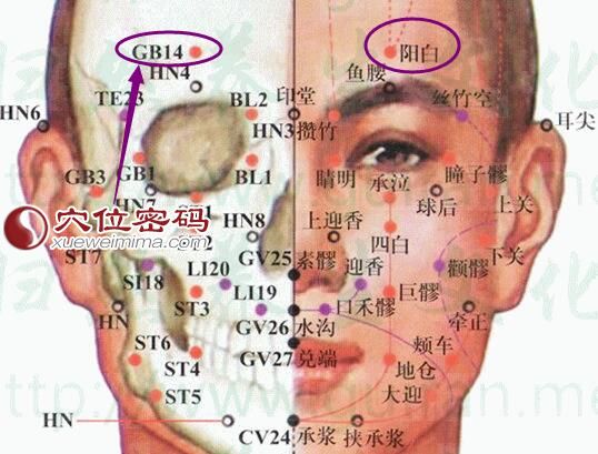 阳白穴的准确位置图
