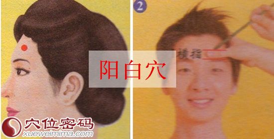 阳白穴的位置图