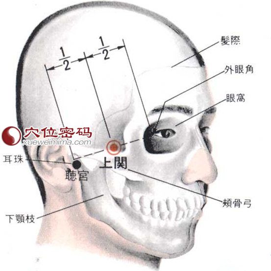 上关穴的位置解剖分析图