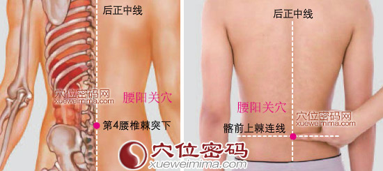 腰阳关穴的准确位置图