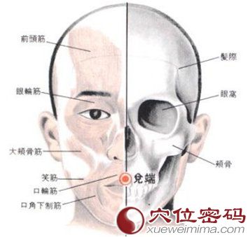 兑端穴位的位置解剖分析图
