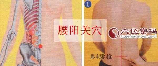 腰阳关穴位位置图